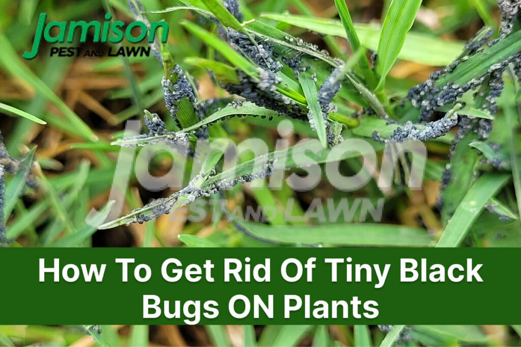 Close-up of black bugs infesting green grass blades outdoors.