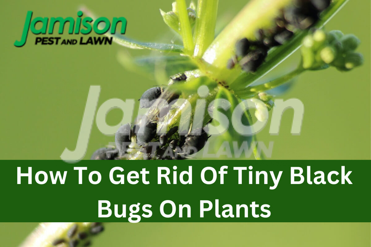 How To Get Rid Of Tiny Black Bugs On Plants