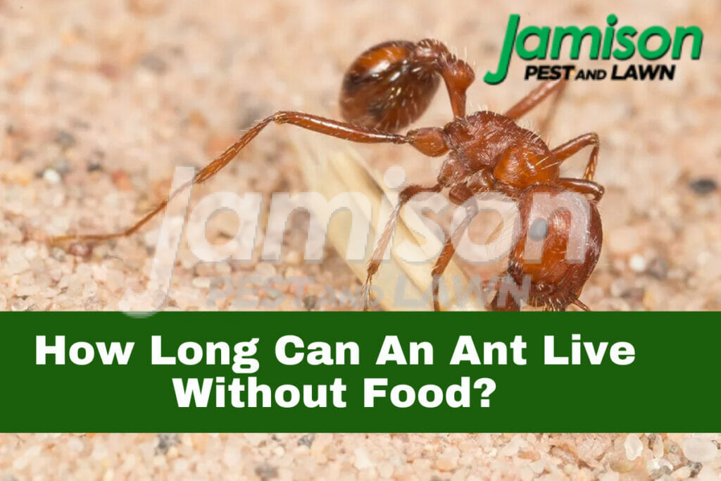 How long can an ant live without food?