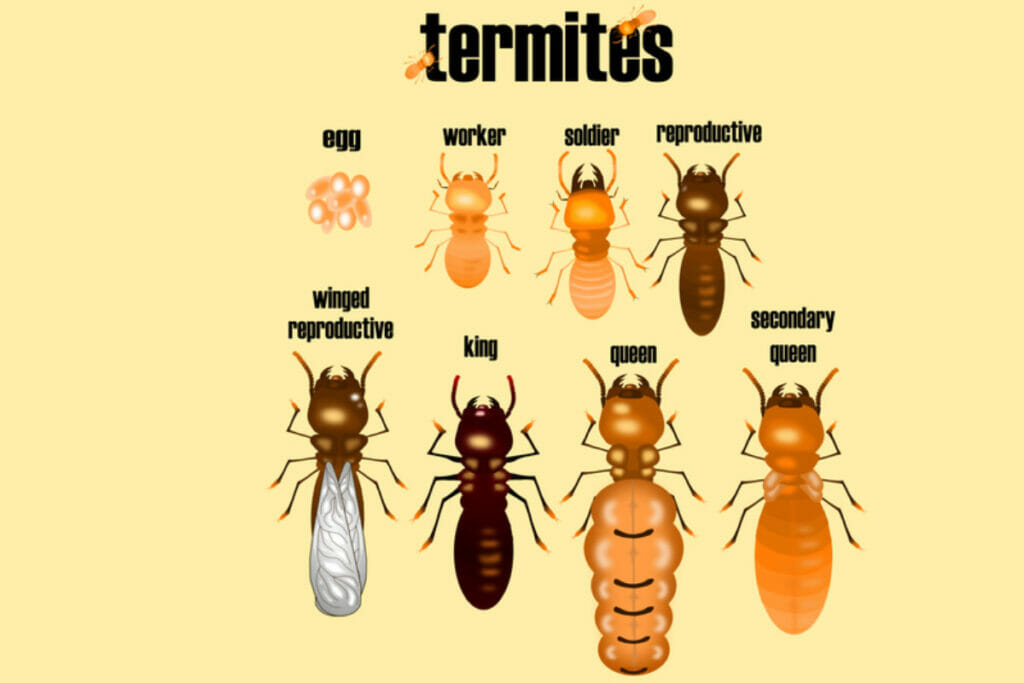 Baby termite behavior