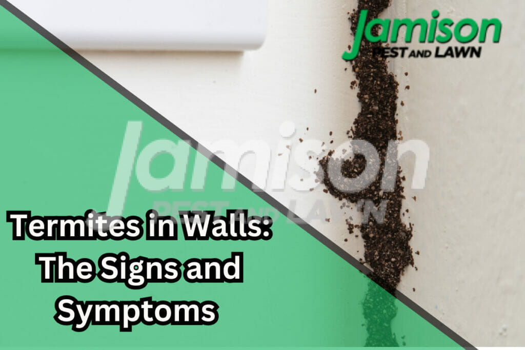 Termites in walls