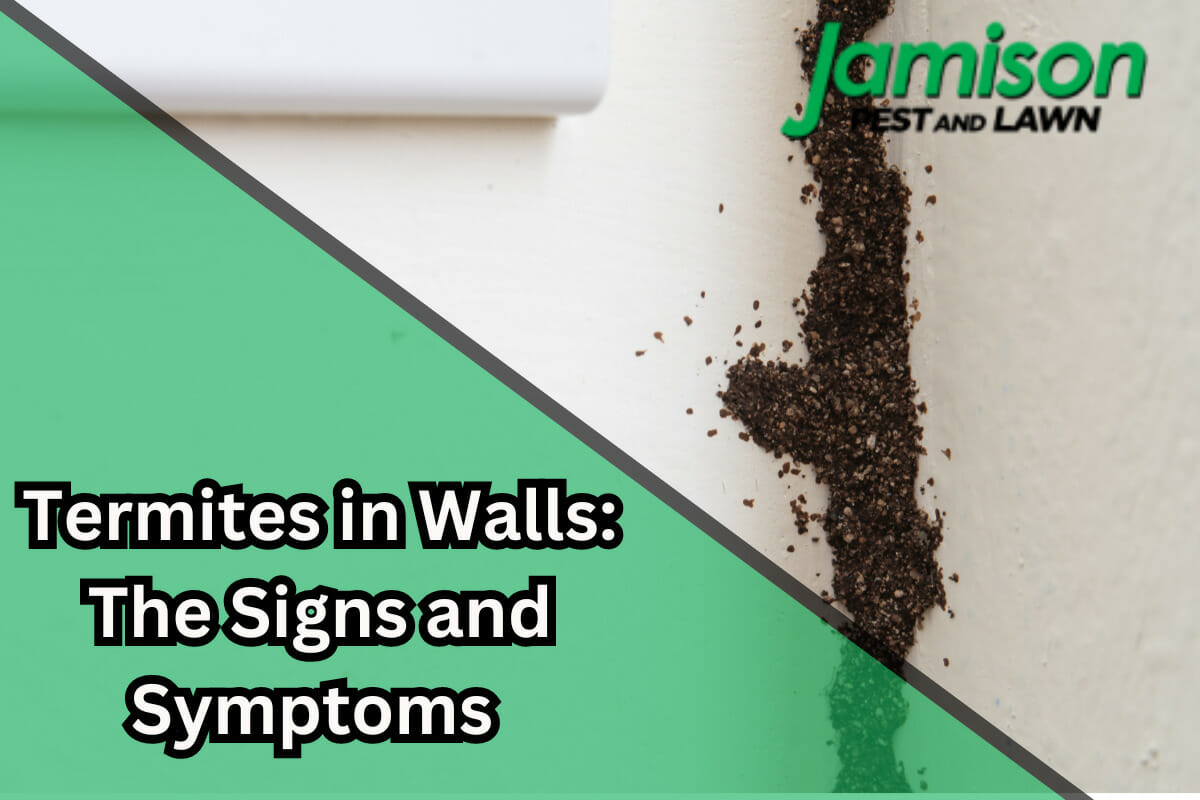 Identifying Termites in Walls: The Signs and Symptoms (Act Now!)