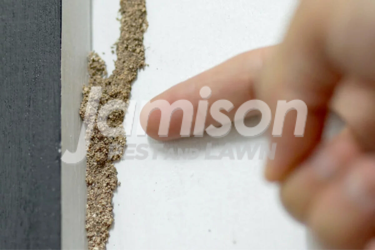 Jamison Pest And Lawn 1200 × 800 px 12 Mud tubes