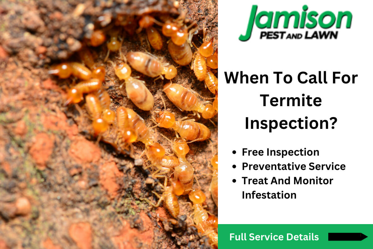 How Do You Get Termites? When To Call For Termite Inspection