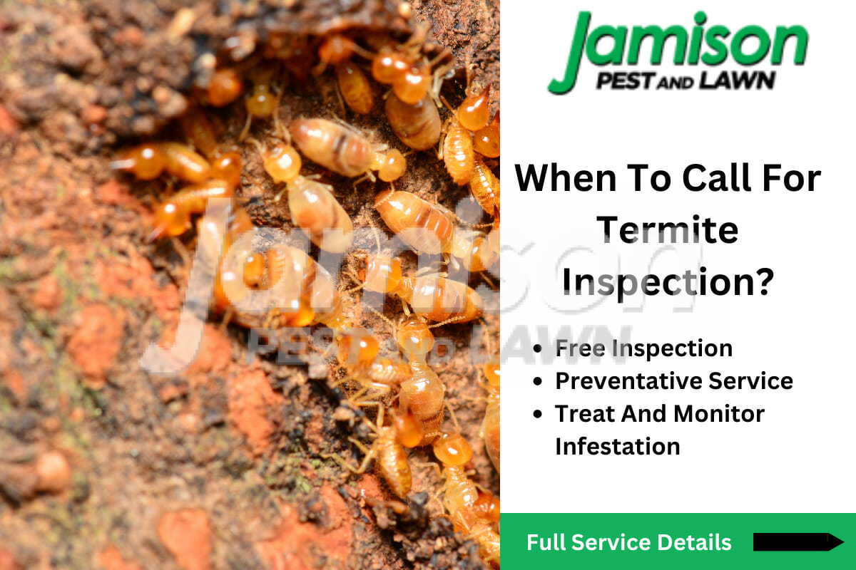 How Do You Get Termites? When To Call For Termite Inspection