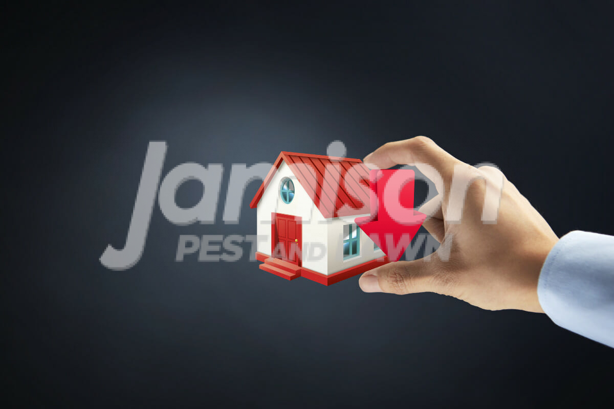 Jamison Pest And Lawn 1200 × 800 px 4 Decreased property value