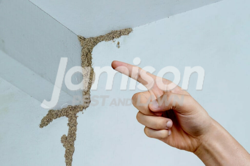 Jamison Pest And Lawn 1200 × 800 px 5 1 Termites in the walls