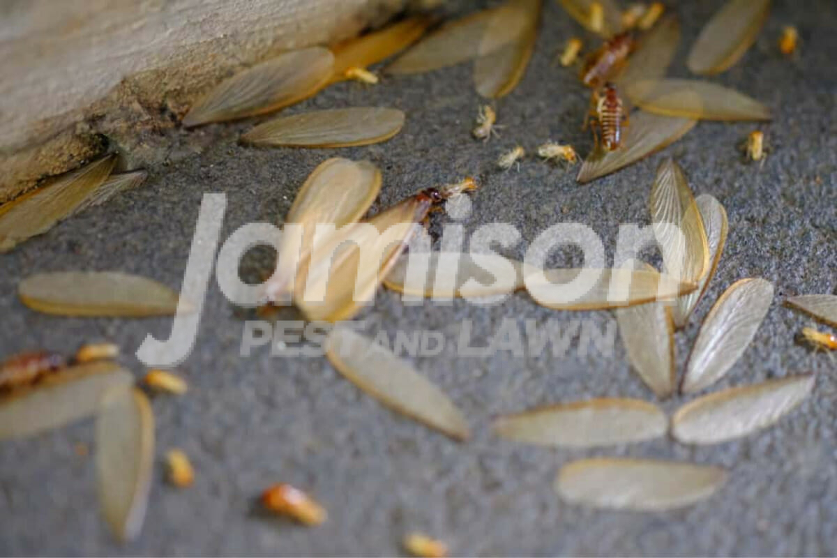 Jamison Pest And Lawn 1200 × 800 px 6 1 Discarded wings