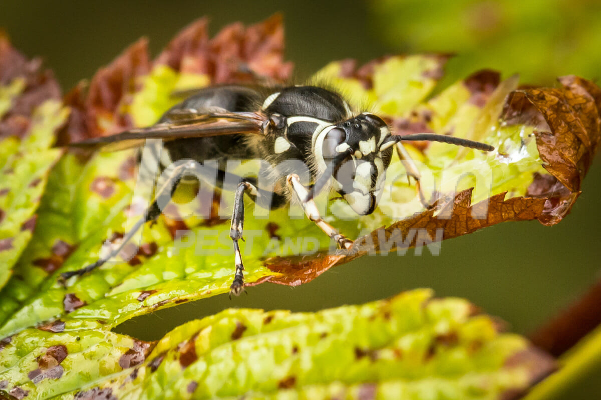 Jamison Pest And Lawn 1200 × 800 px 6 Bald-faced hornets