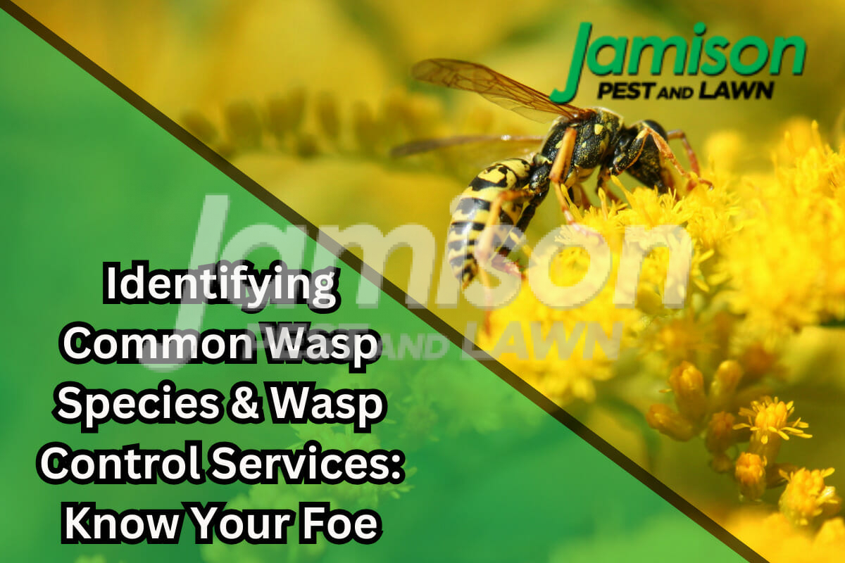 Identifying Common Wasp Species & Wasp Control Services: Know Your Foe