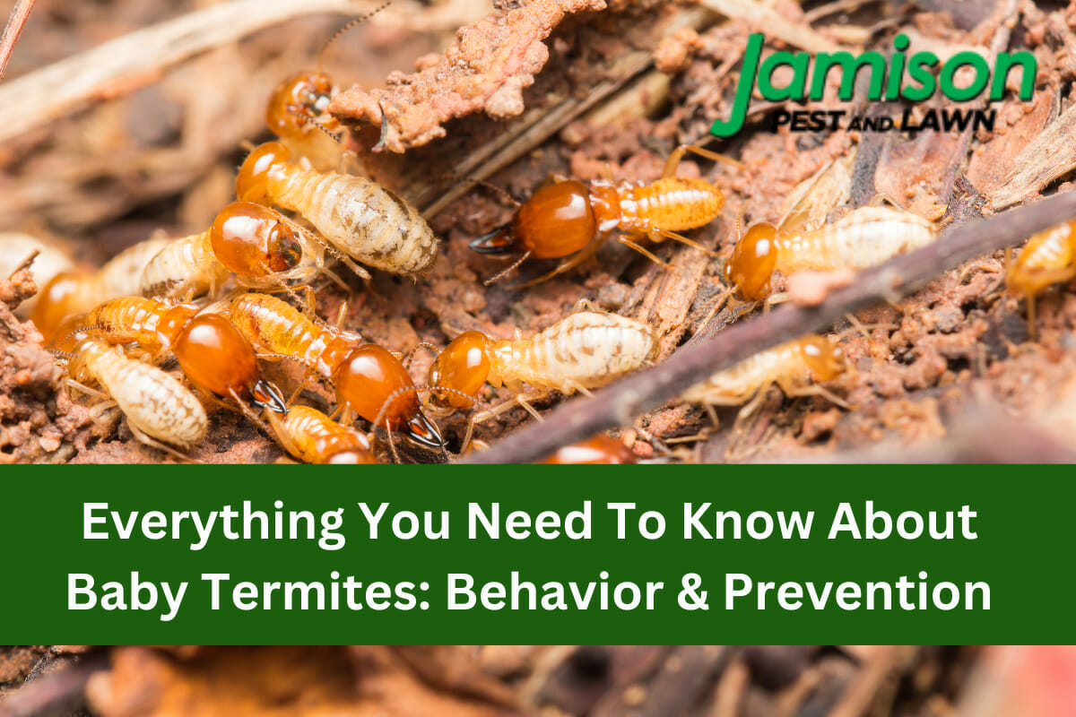 Everything You Need To Know About Baby Termites: Behavior & Prevention