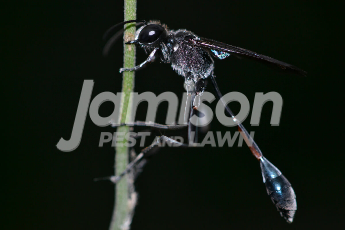 Mud Daubers Hornets