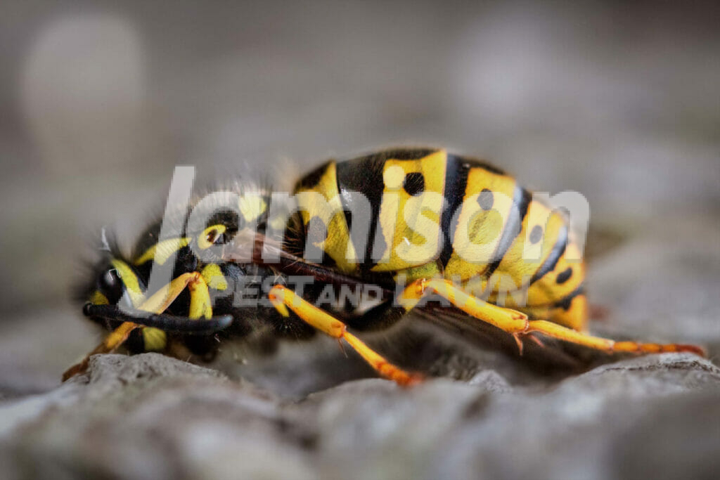 Yellow Jackets Yellow jackets