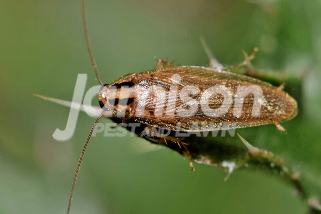 Asian Cockroach Asian cockroach