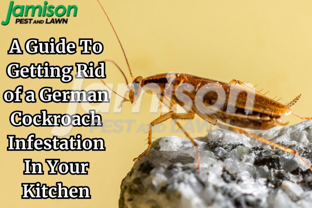 German cockroach infestation