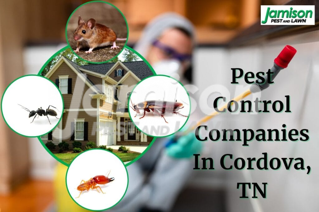 Pest control companies in cordova, tn