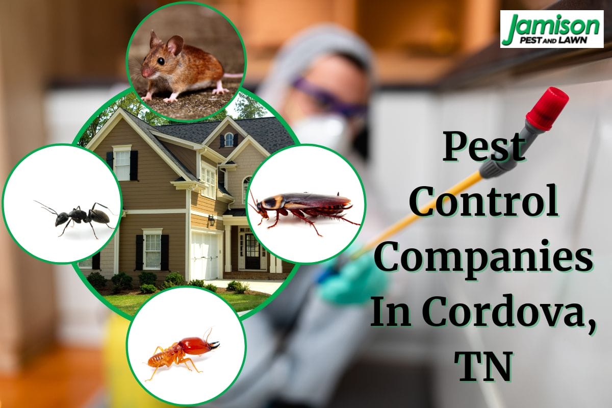 9 Top-Rated Pest Control Companies In Cordova, TN