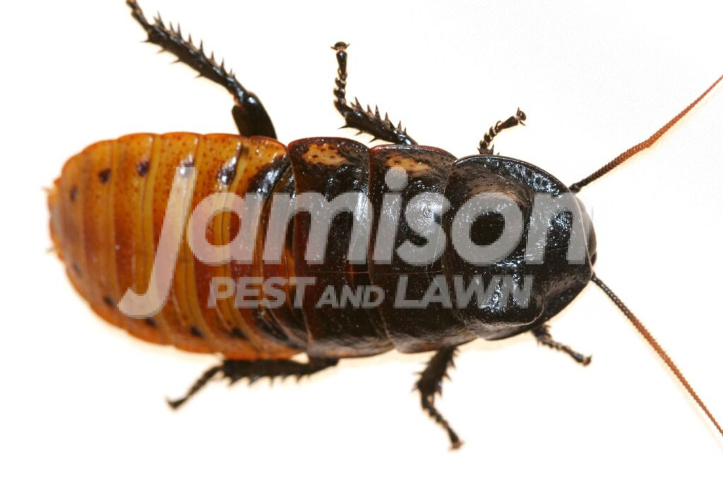 Madagascar Hissing Cockroach Madagascar hissing cockroach