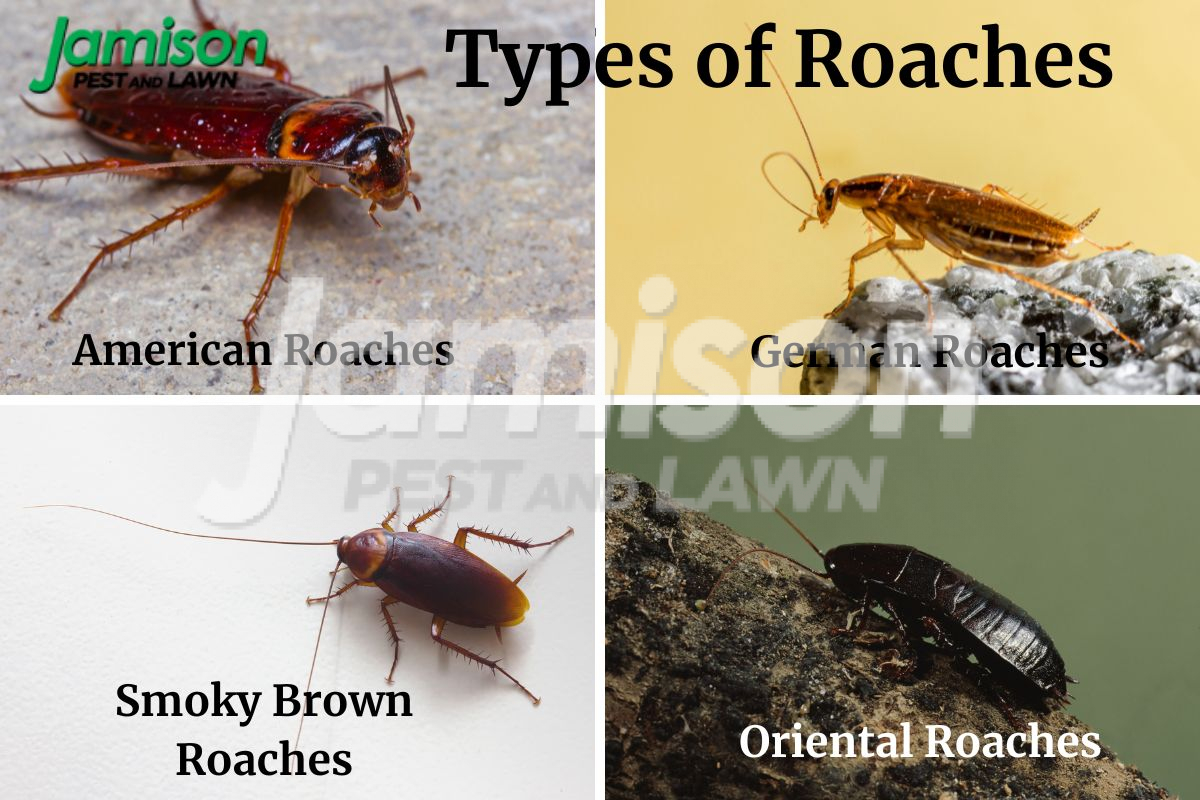 10 Types of Roaches All Homeowners Should Know About