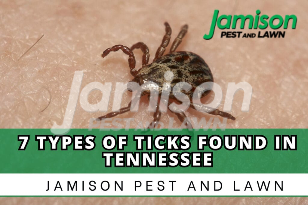 Types of Ticks in Tennessee