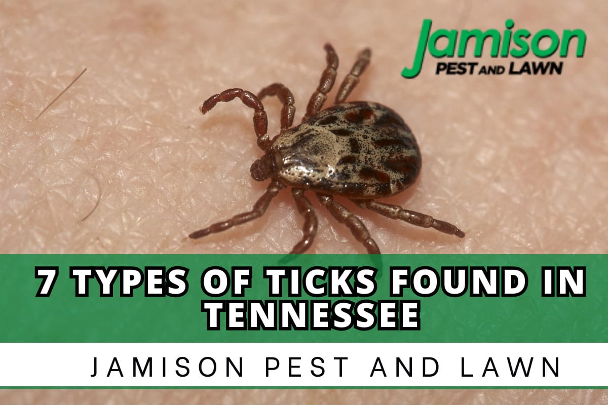 7 Different Types Of Ticks Found In Tennessee