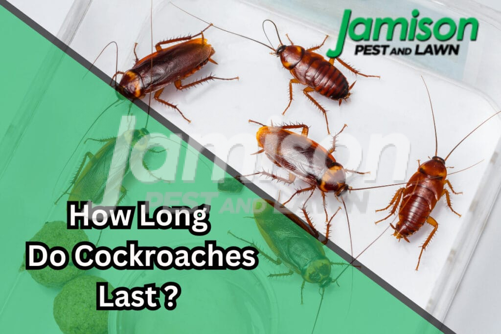 How long do cockroaches live
