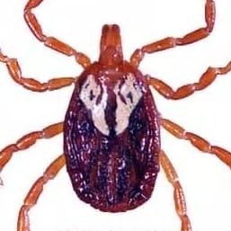 1646255302270 Gulf coast tick