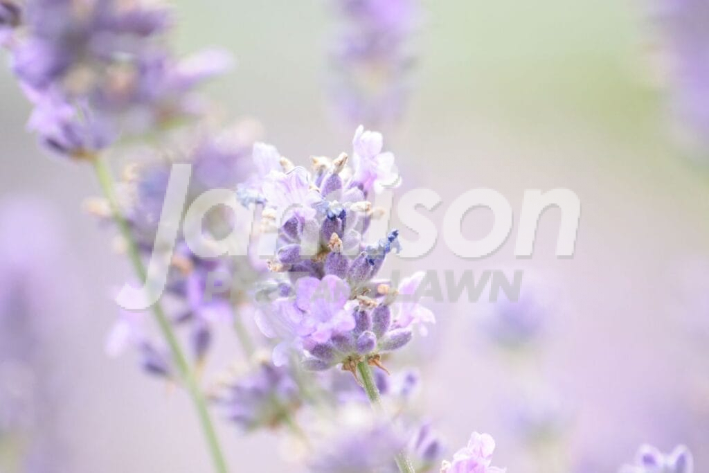 Lavender Lavender