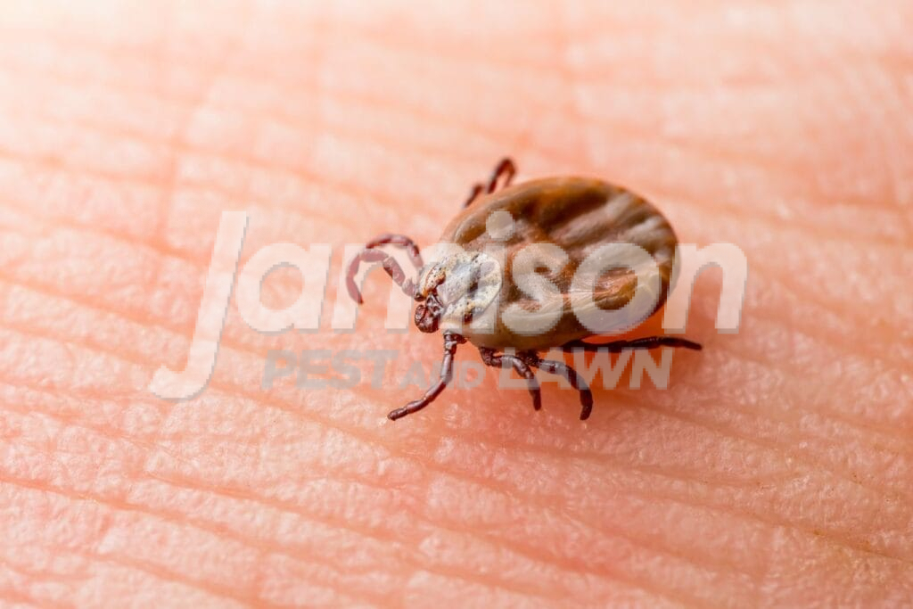 Ticks Ticks