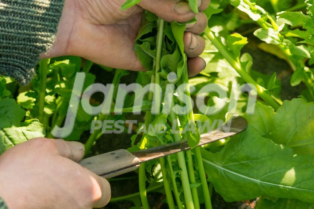 Trim Vegetation Trim vegetation