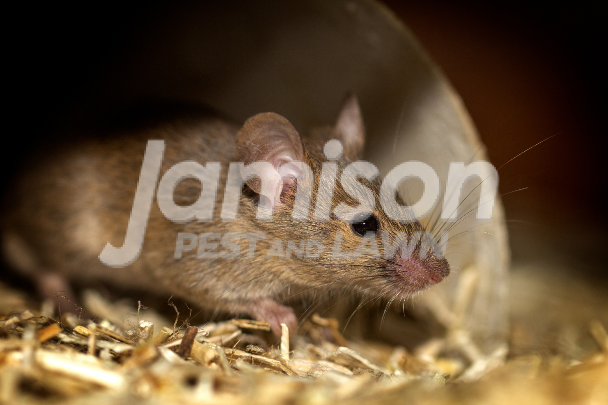Jamison Pest And Lawn 1200 × 800 px 1 Get rid of rats in your home
