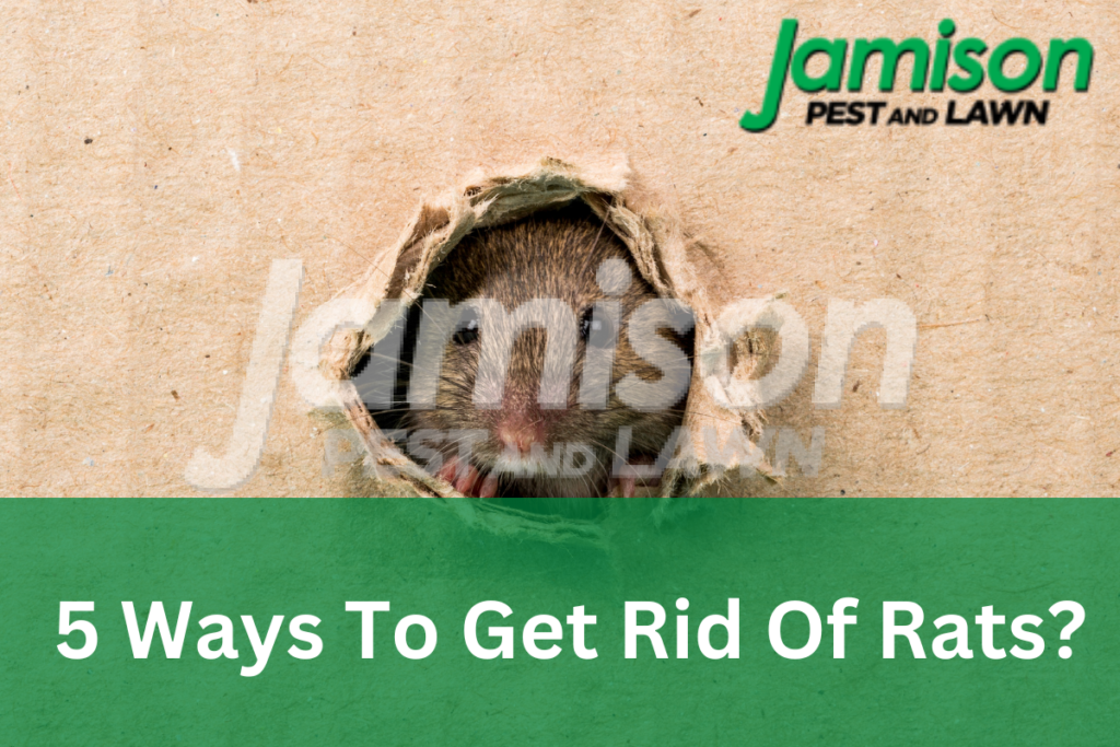 5 Fast Ways To Get Rid of Rats in Your Home