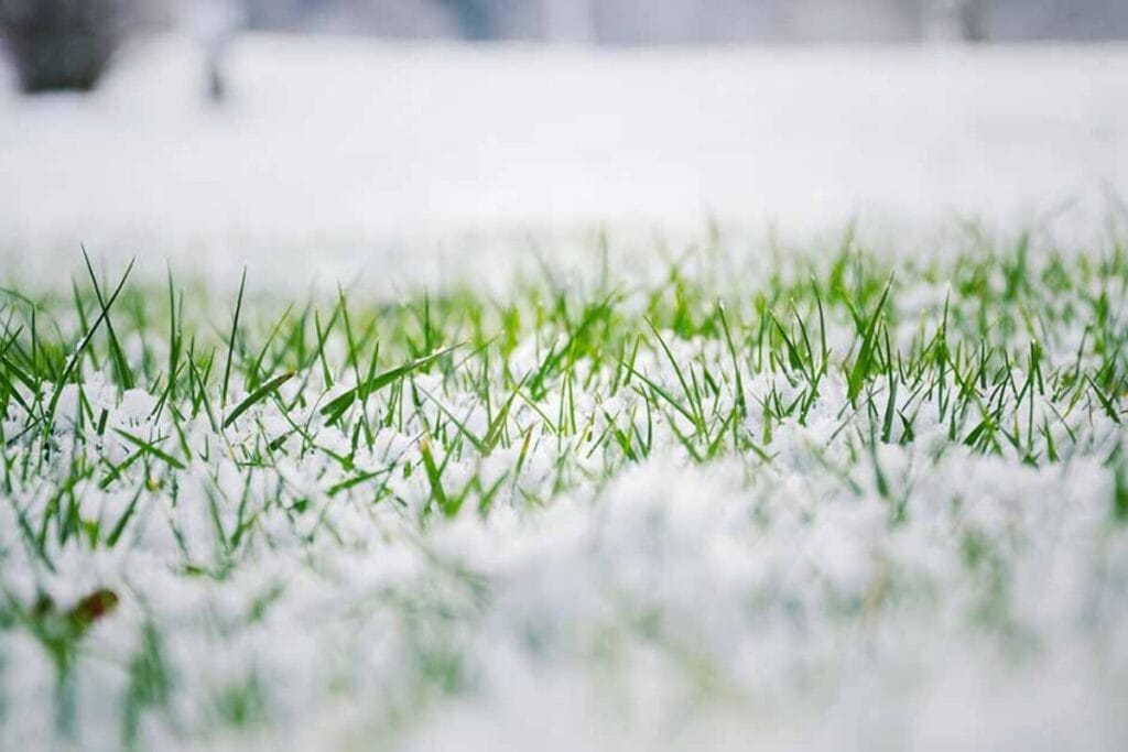 Winter lawn care in memphis