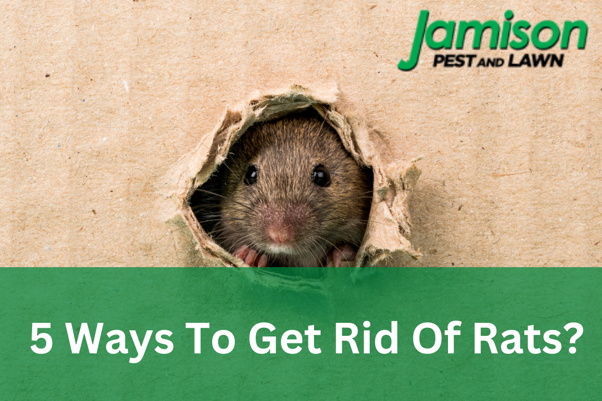 5 Fast Ways To Get Rid of Rats in Your Home