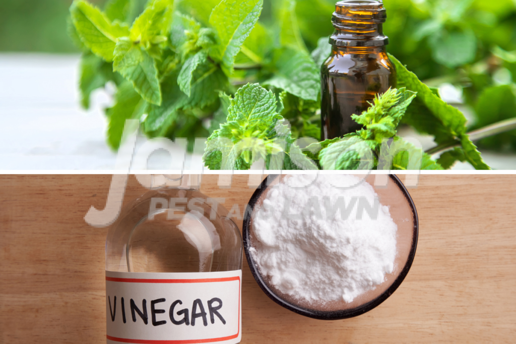 peppermint oil Peppermint oil