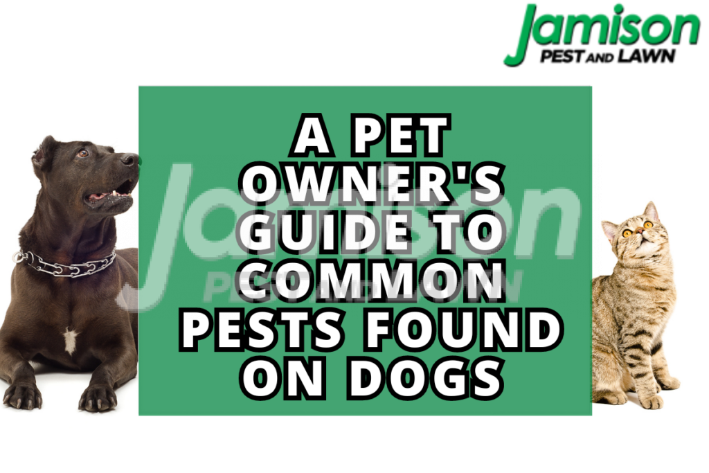 A Pet Owner's Guide to Common Pests Found On Dogs