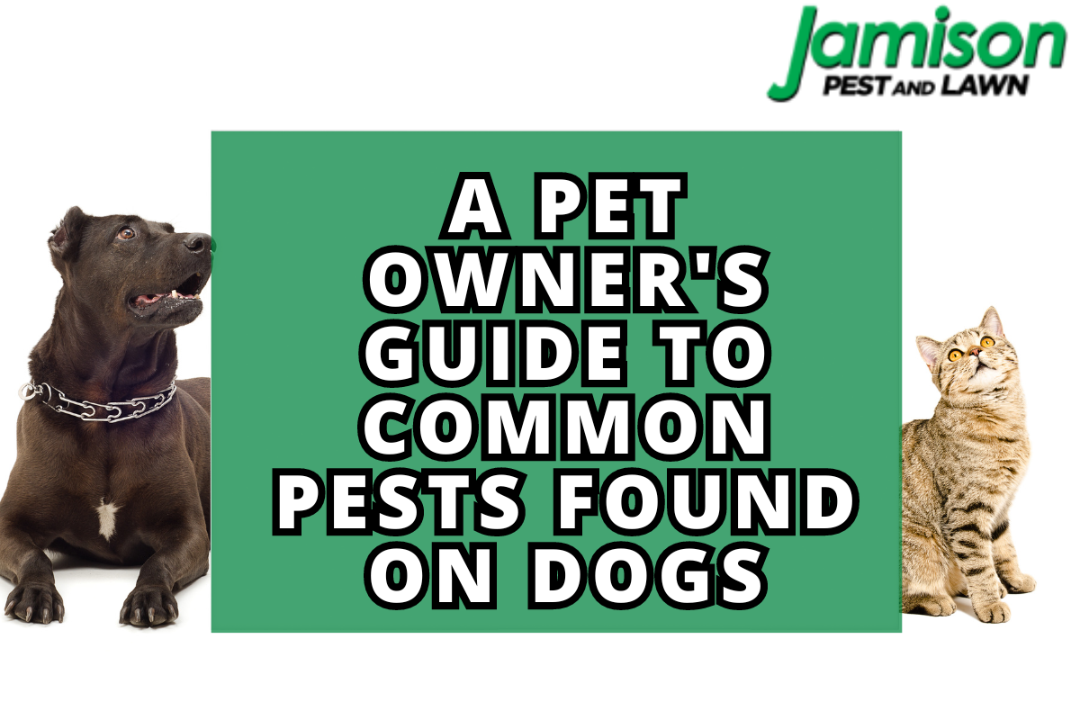 A Pet Owner’s Guide to Common Pests Found On Dogs