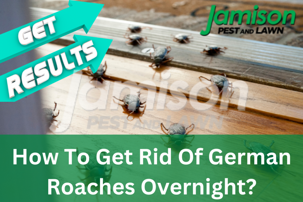 How to get rid of german roaches overnight