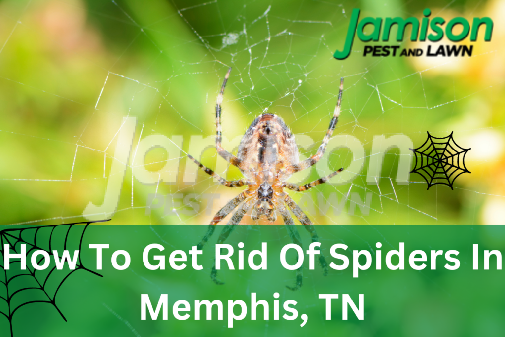 How to get rid of spiders in memphis, tn