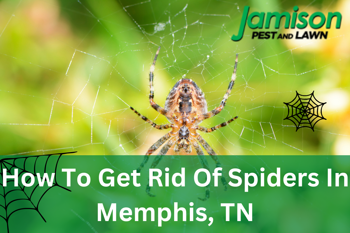 How To Get Rid Of Spiders In Memphis, TN