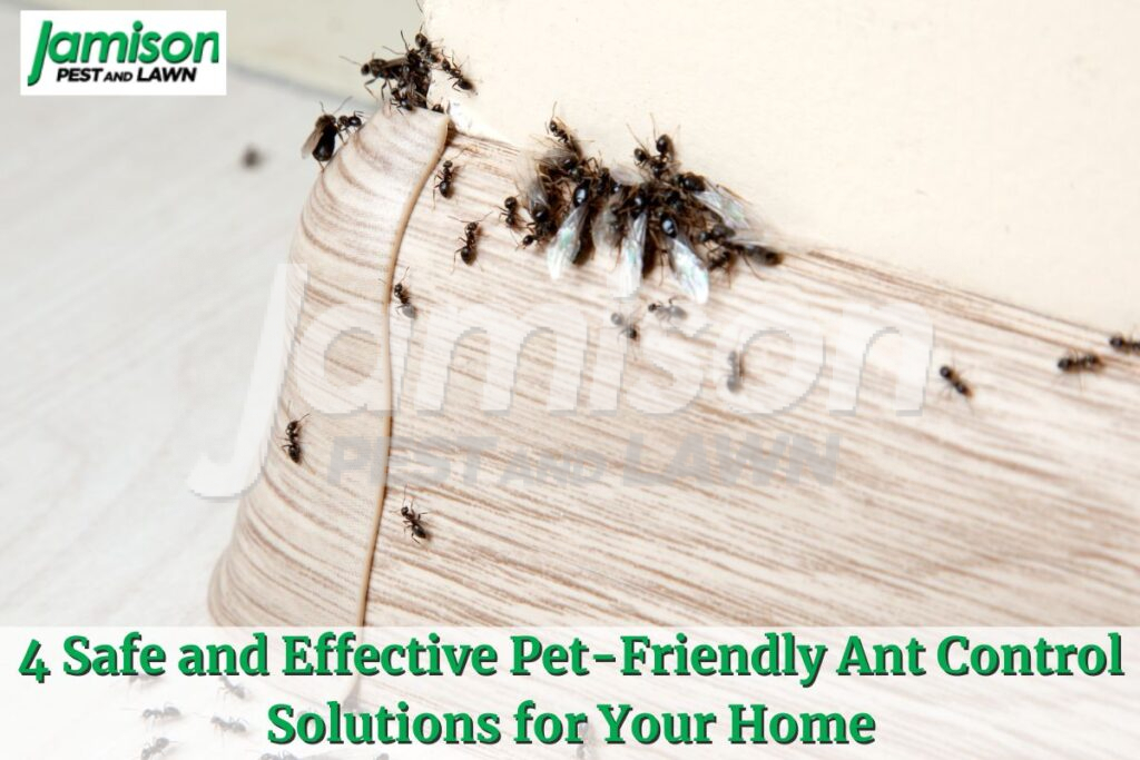 Pet-Friendly Ant Control Solutions
