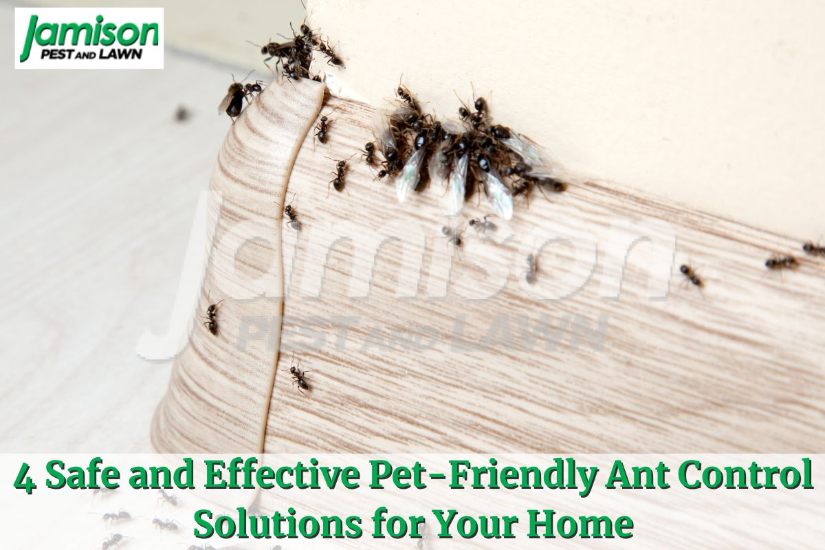 4 Safe and Effective Pet-Friendly Ant Control Solutions for Your Home