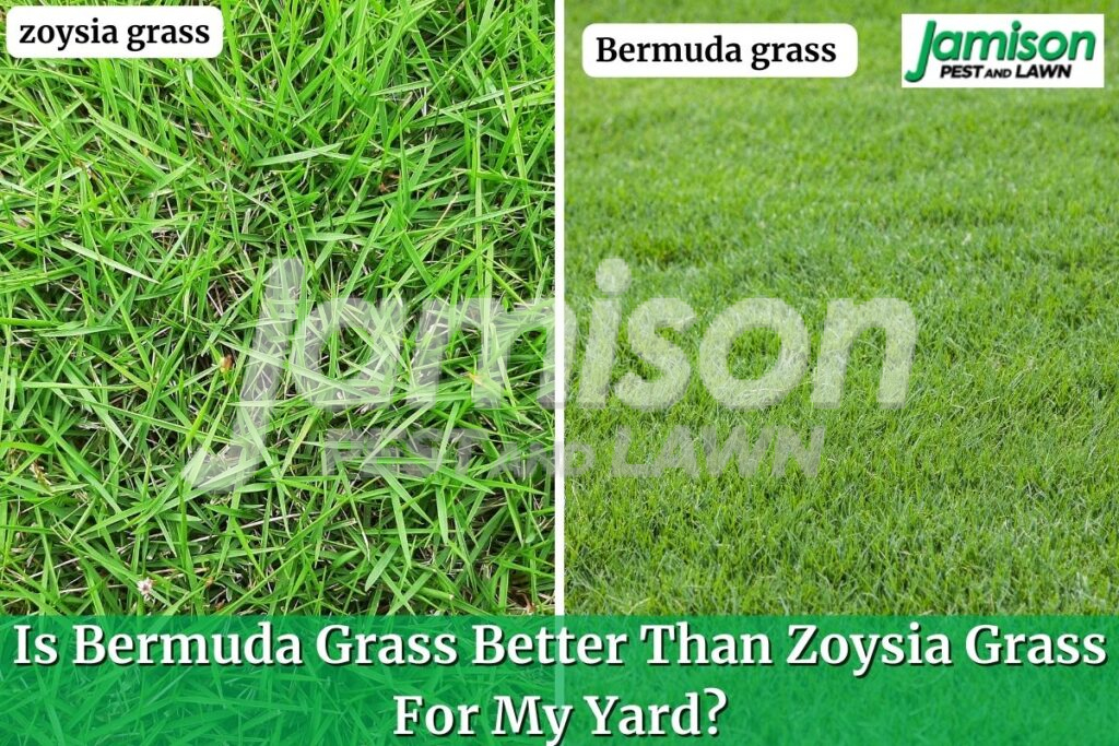 zoysia grass vs Bermuda