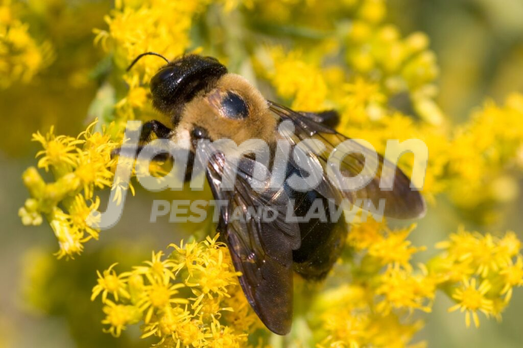 Carpenter Bees Carpenter bees