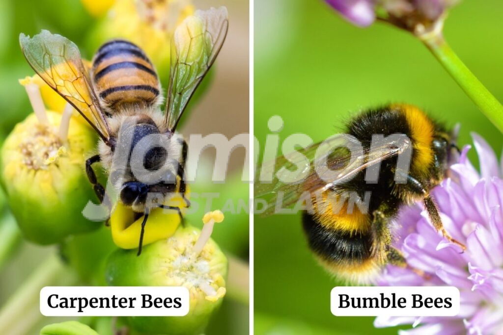 Carpenter Bees vs. Bumble Bees Carpenter bees vs. Bumble bees