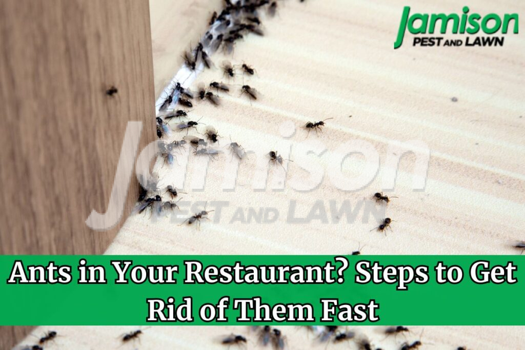 Ants in your restaurant