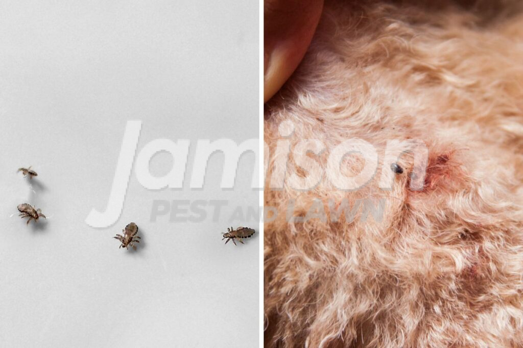Lice and Fleas 1 Lice and fleas