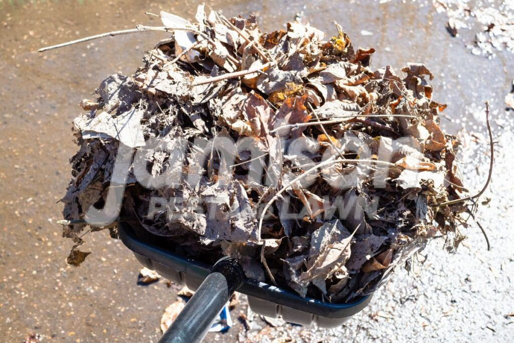Remove Leaf Litter and Debris Remove leaf litter and debris