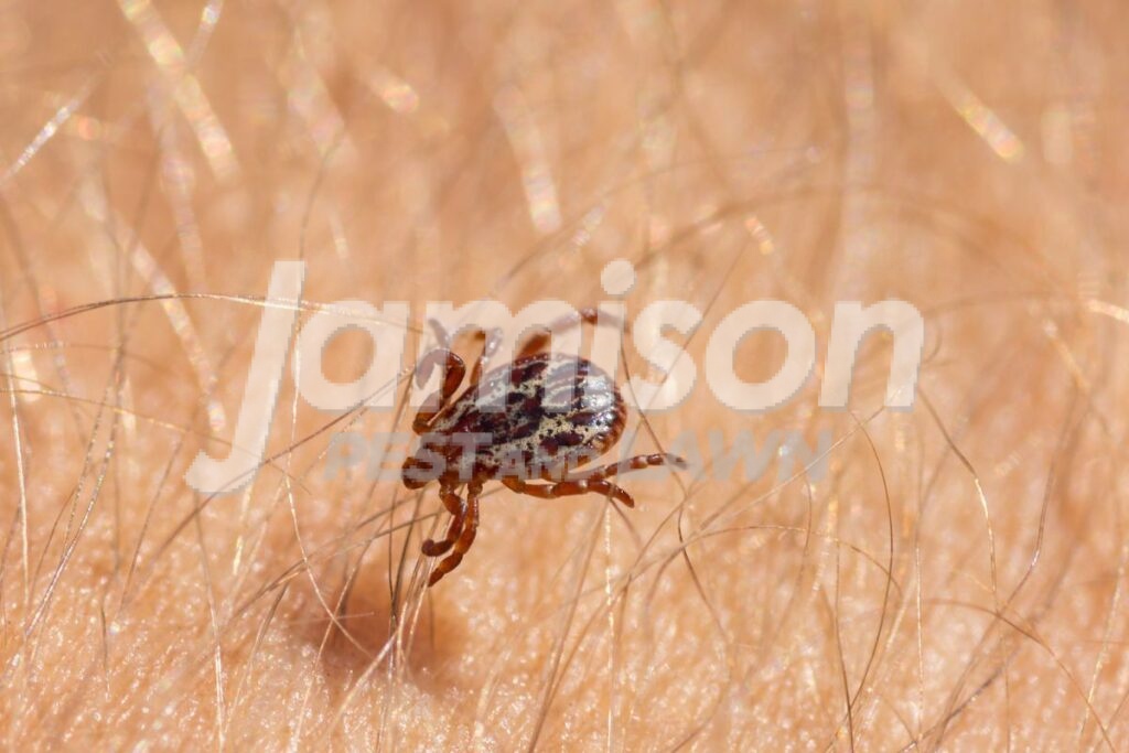 American dog ticks