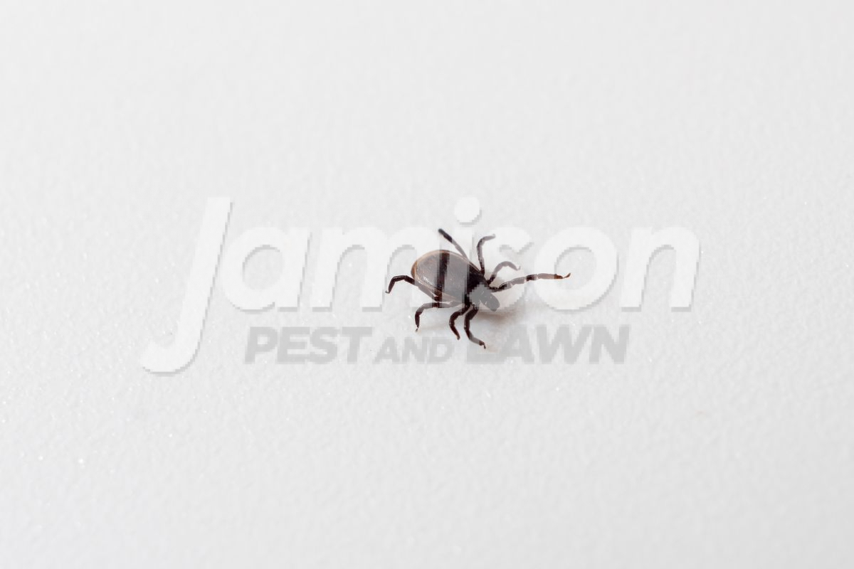 How Long Can Ticks Live In A House?